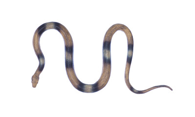 toy plastic poisonous snake isolated on white background
