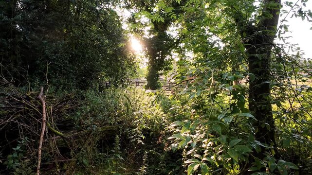 Beautiful golden sunset light over lush green forest, farmland and livestock, light streaming through leaves, summer in Oakham England UK