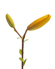 Orange lilies on white isolated background