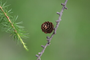 Lärchenzapfen neben frischem Zweig vor grünem Hintergrund