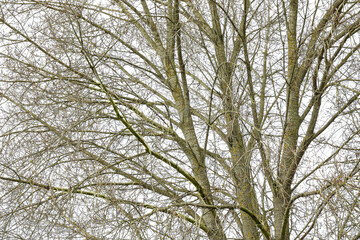 A tree in the countryside closeup