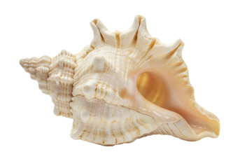 Isolated Seashell with Intricate Texture and Detail
