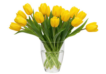 Isolated Bunch of Vibrant Yellow Tulips in Clear Glass Vase