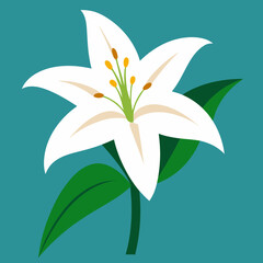 white lily flower