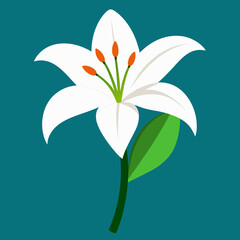white lily flower