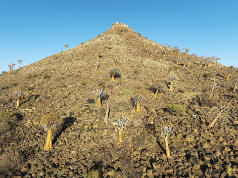 Aerial view of arid, rocky landscape dotted with quiver trees reaching towards a clear, azure sky, creating a stark yet beautiful contrast, Keetmanshoop, Karas Region, Namibia.
