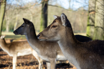 Three deer are standing in a forest