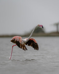 Flamingos