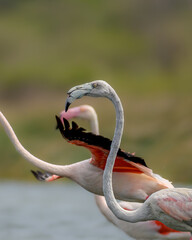 Fototapeta premium Flamingos