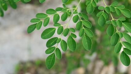 Moringa Leaves On Branch Closeup