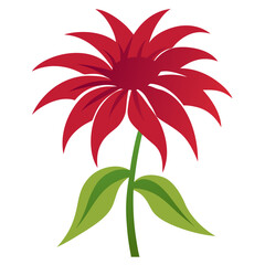 flower isolated on white background