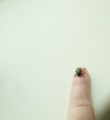 A bug on a man's finger.
Close-up of an insect on a fingertip on a light background. The contrast...