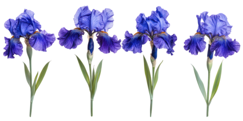 Blue Iris Flowers isolated on a transparent background