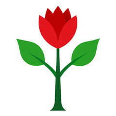 red rose on white background