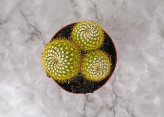 Leninghaus's parody is a cactus with dense yellow spines in a pot. Three rounded segments with a...