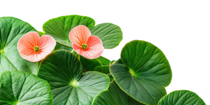 Coral begonia blooms green leaves isolated on a transparent background