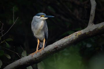 Striated heron
