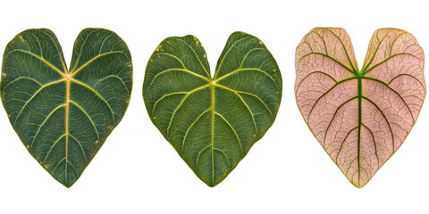 Fototapeta premium Green pink heart shaped leaves isolated on a transparent background