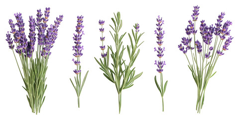 Fototapeta premium Lavender sprigs purple flowers green stems isolated on a transparent background