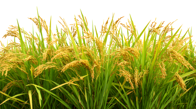 Close-Up of Vibrant Rice Plant field with Ripened Grains isolated on a transparent  background