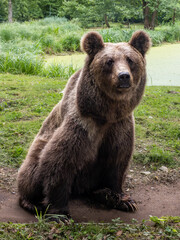 Obraz premium Braunbär