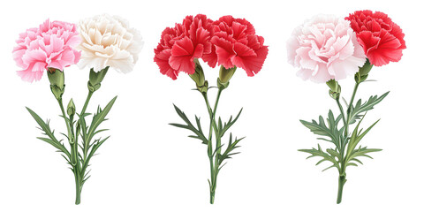 Obraz premium Pink red white carnations isolated on a transparent background