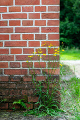 Small tiny yellow flowers against the background of a brick wall of an old building.