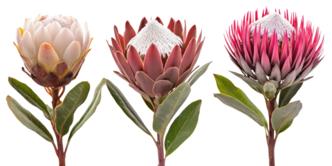 Protea flowers variety pink white isolated on a transparent background