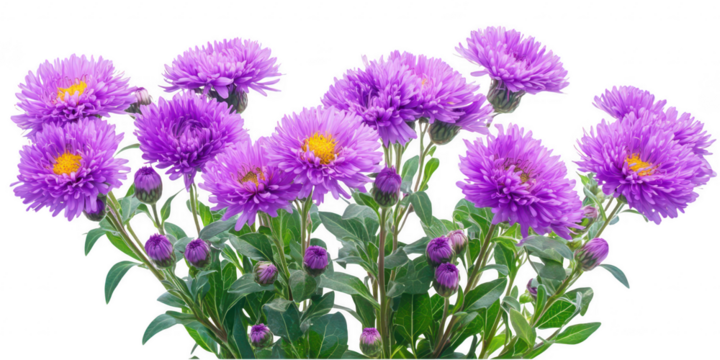 Purple aster flowers yellow centers isolated on a transparent background