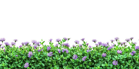 Fototapeta premium Purple daisy flowers green foliage isolated on a transparent background