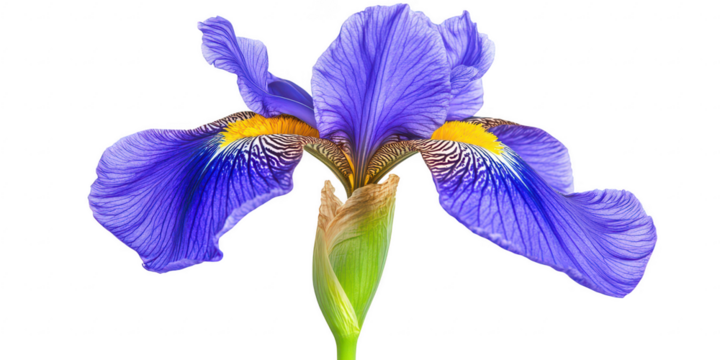 Purple iris bloom yellow center isolated on a transparent background