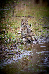 Bobcat kitten in the wild