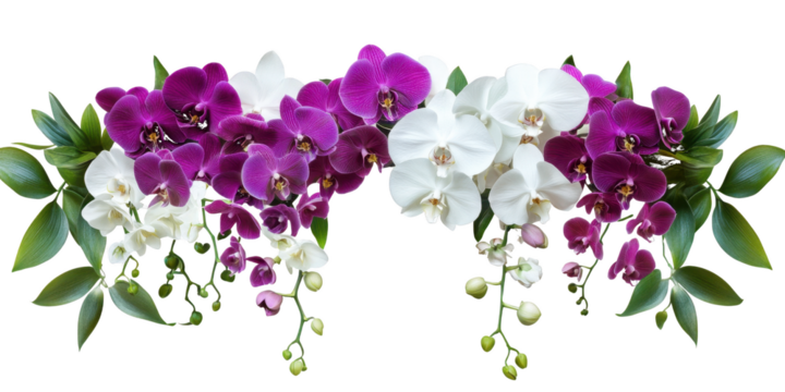 Purple white orchids green leaves isolated on a transparent background - Powered by Adobe