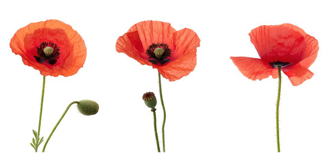 Obraz premium Red Poppy Flowers Buds Isolated on a transparent background