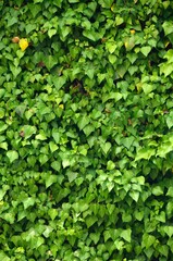 Pared cubierta de hiedras en Santiago do Cacém en la región del Alentejo Litoral, Portugal