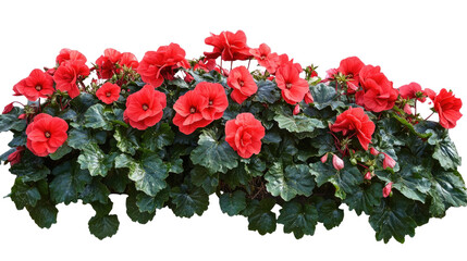 Lush bush of red begonia flowers with green foliage and blooming petals isolated on white background