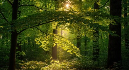 Golden sunlight filters through mist-kissed trees on an autumn forest path, illuminating the vibrant fall foliage