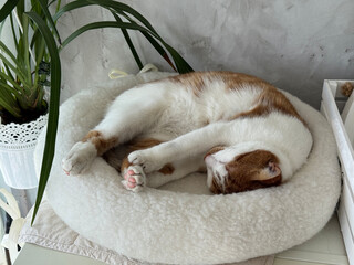 Ginger cat resting in a cat bed.