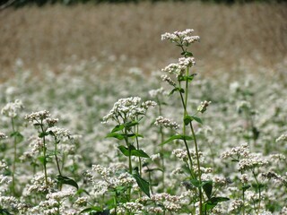 Buckwheat flowering in the field
