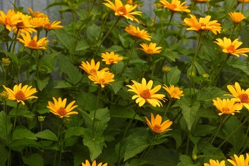 Yellow Heliopsis flowers blooming in tnature