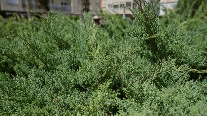 Dense juniper shrubs outdoors in sunny torrevieja capturing vibrant greenery and urban backdrop under clear sky