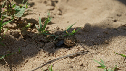 Beetle navigates sandy terrain under the bright sun surrounded by sparse grass and dry sand outdoors.