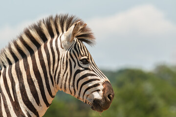 The profile of a Zebra's head looking to the right with blurry trees in the background