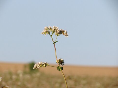Buckwheat flowering in the field - Powered by Adobe