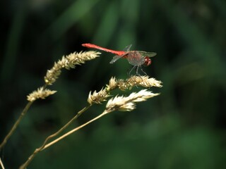 Dragonfly in the summer garden