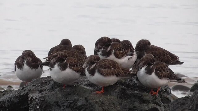 Ruddy Turnstones (Arenaria interpres) Roosting on Rocks by the Sea