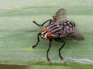 Fliege