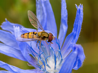 Schwebfliege © Peter