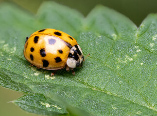 Marienkäfer