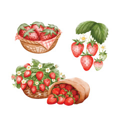 Watercolor Strawberry Basket and Fruit Set vector illustration